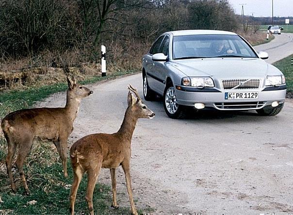 Angepasstes Fahrverhalten kann Wildunfälle verhindern. Foto: Auto-Reporter